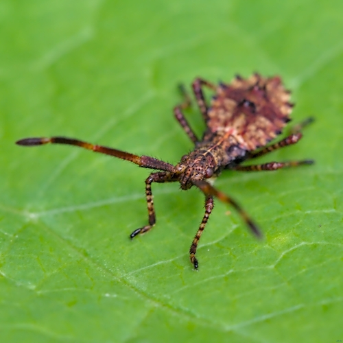 Arkliarūgštinė kampuotblakė nuotrauka