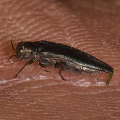 Agrilus politus