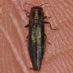 Agrilus politus