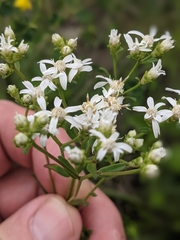 Sericocarpus linifolius