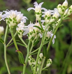 Sericocarpus linifolius