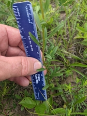 Sericocarpus linifolius