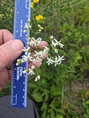 Sericocarpus linifolius