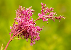 Filipendula rubra