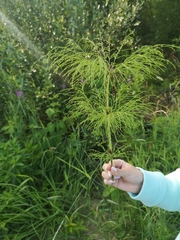 Equisetum sylvaticum