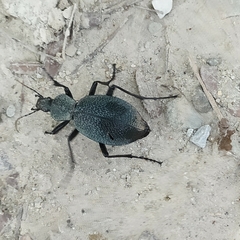 Carabus scabrosus