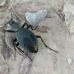 Carabus scabrosus