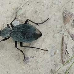 Carabus scabrosus