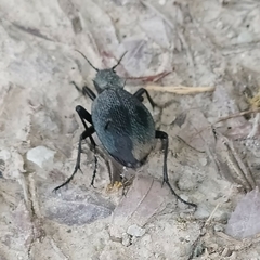 Carabus scabrosus