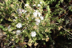 Agathosma planifolia