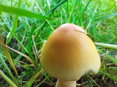Amanita crocea