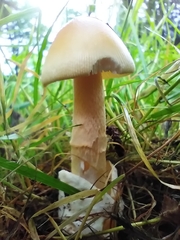 Amanita crocea