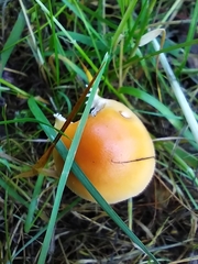 Amanita crocea