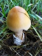 Amanita crocea