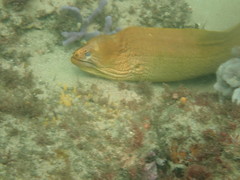 Gymnothorax prasinus