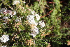 Agathosma planifolia
