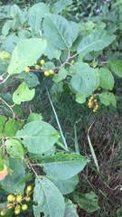 Prunus virginiana