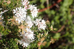 Agathosma planifolia