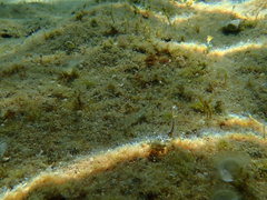 Microlipophrys dalmatinus