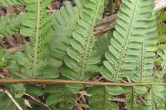 Ctenitis submarginalis