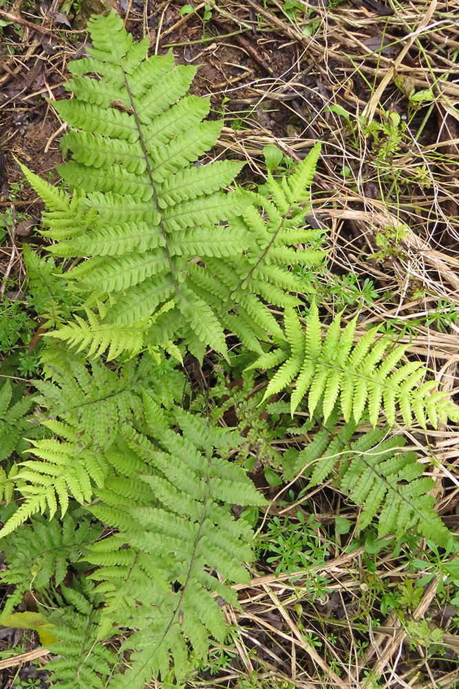 Ctenitis submarginalis