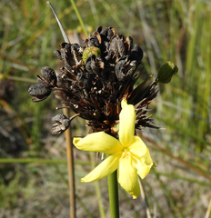 Bobartia orientalis