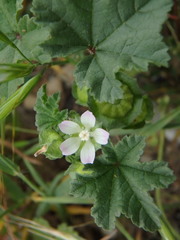 Malva parviflora image