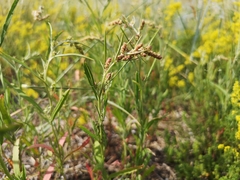 Atriplex littoralis