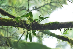 Bulbophyllum pectinatum
