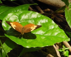 Cupha erymanthis maja