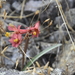 Clinanthus recurvatus - Photo (c) robinsondaniel_cuadrosrojas, vissa rättigheter förbehållna (CC BY-NC)
