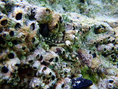 Microlipophrys adriaticus