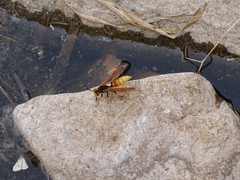 Polistes comanchus comanchus