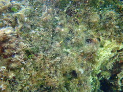 Microlipophrys dalmatinus