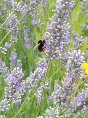 Bombus lapidarius