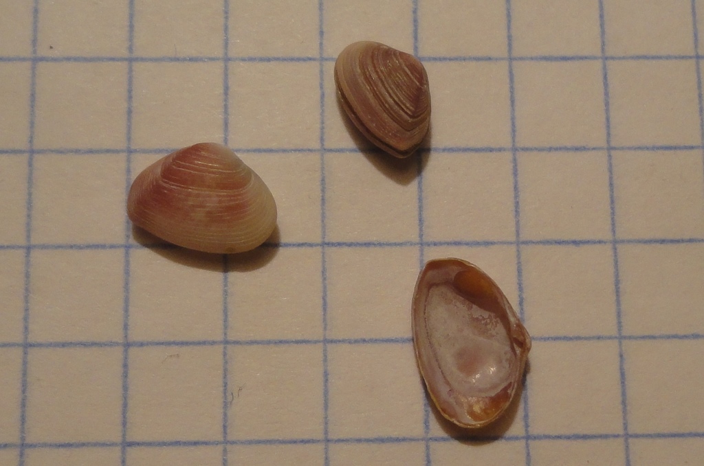 Corbula venusta