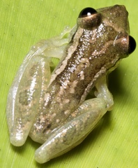Coastal Snouted Tree Frog photo 2