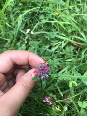Trifolium medium