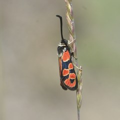 Zygaena hilaris