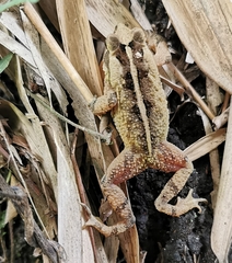 Dwarf Toad photo 2