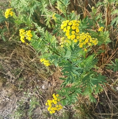 Tanacetum vulgare