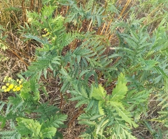 Tanacetum vulgare