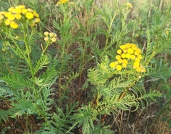 Tanacetum vulgare