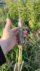 Typha incana