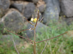 Sisymbrium orientale