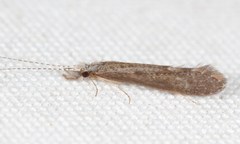 Leptocerus americanus