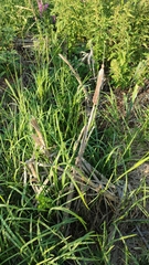 Typha incana