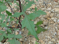 Sisymbrium orientale