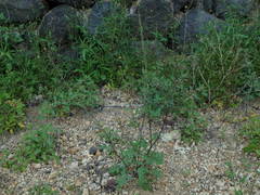 Sisymbrium orientale