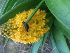 Ranfurlya constanceae